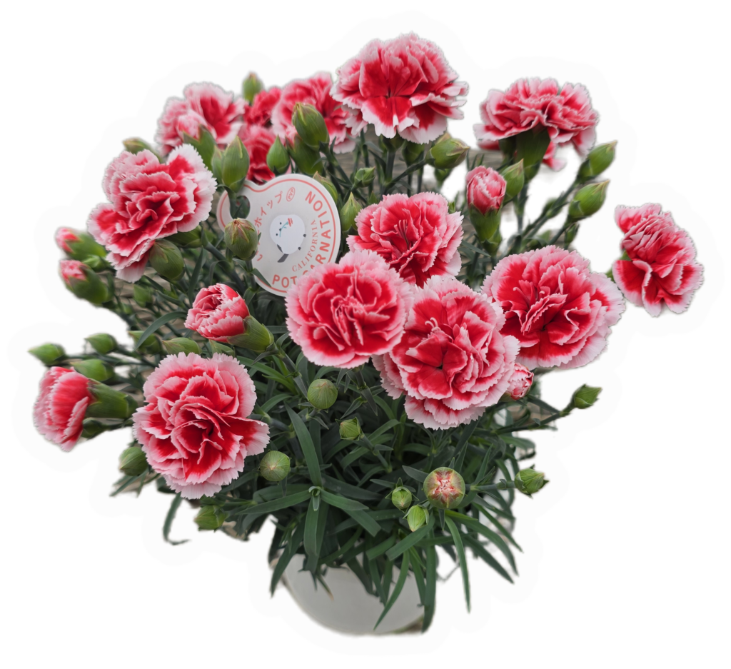 いちごホイップ