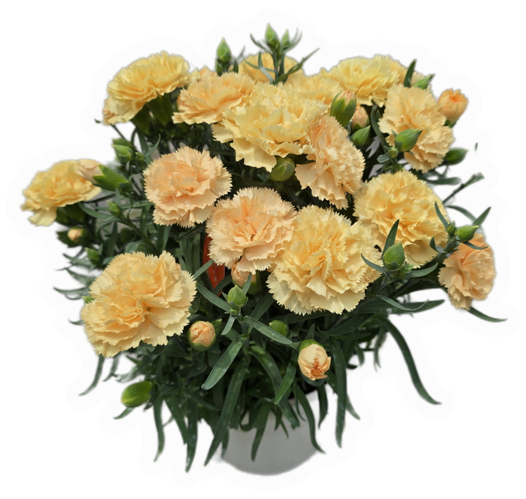 ゴールドスター