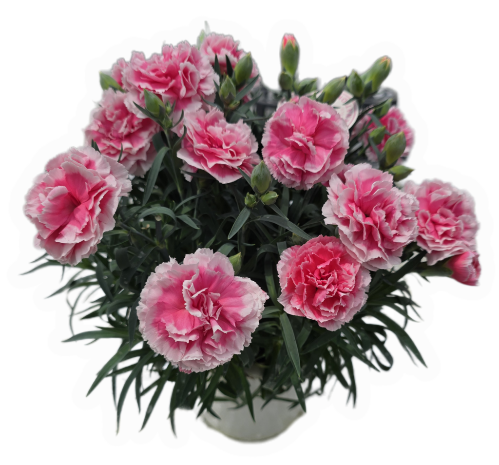 ティーパーティー