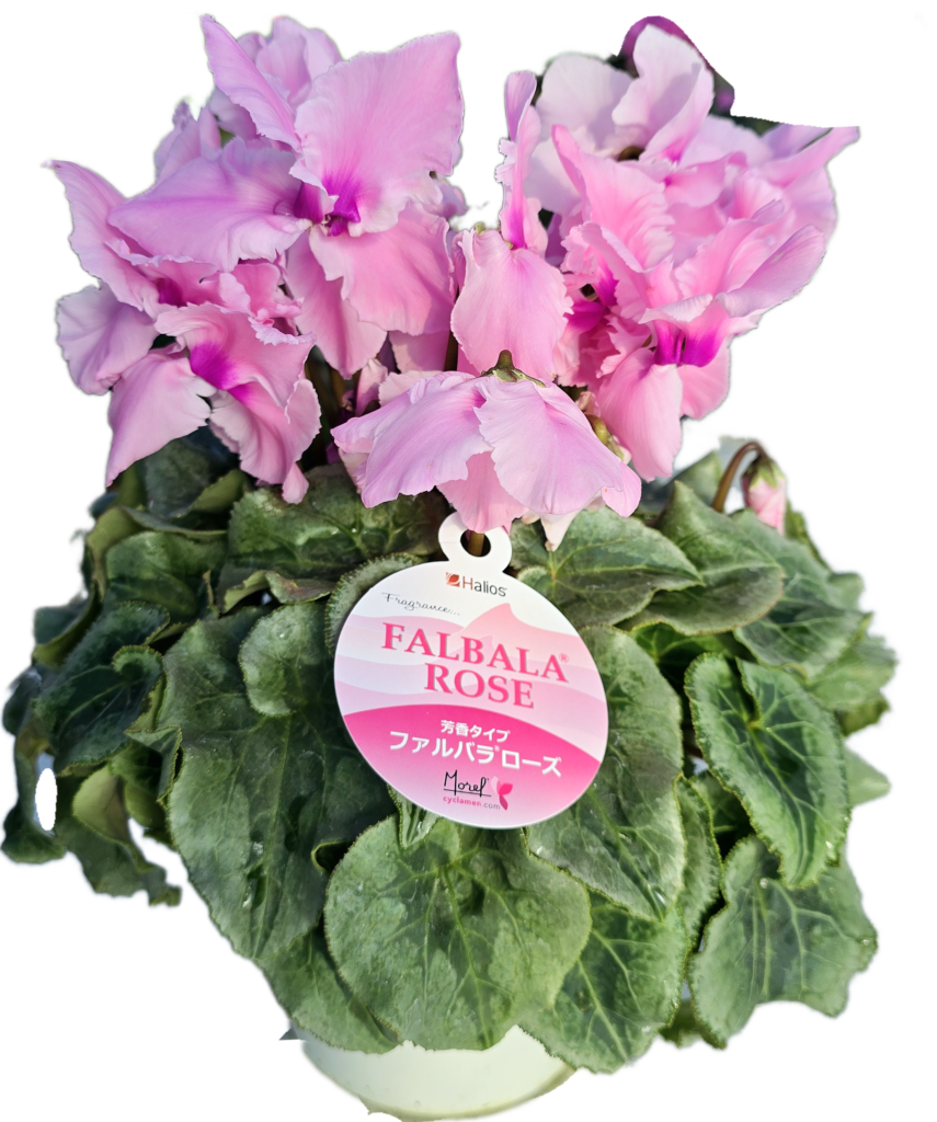 ファルバラローズ