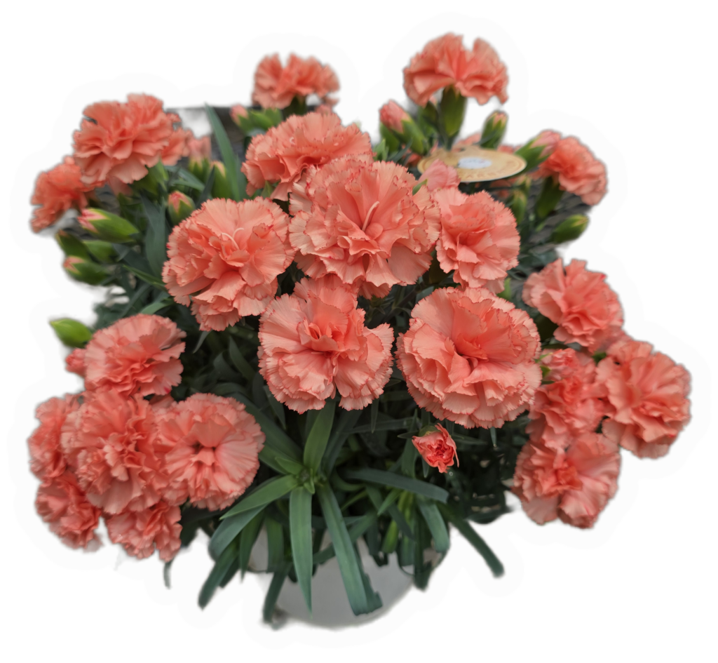 メープルシフォン